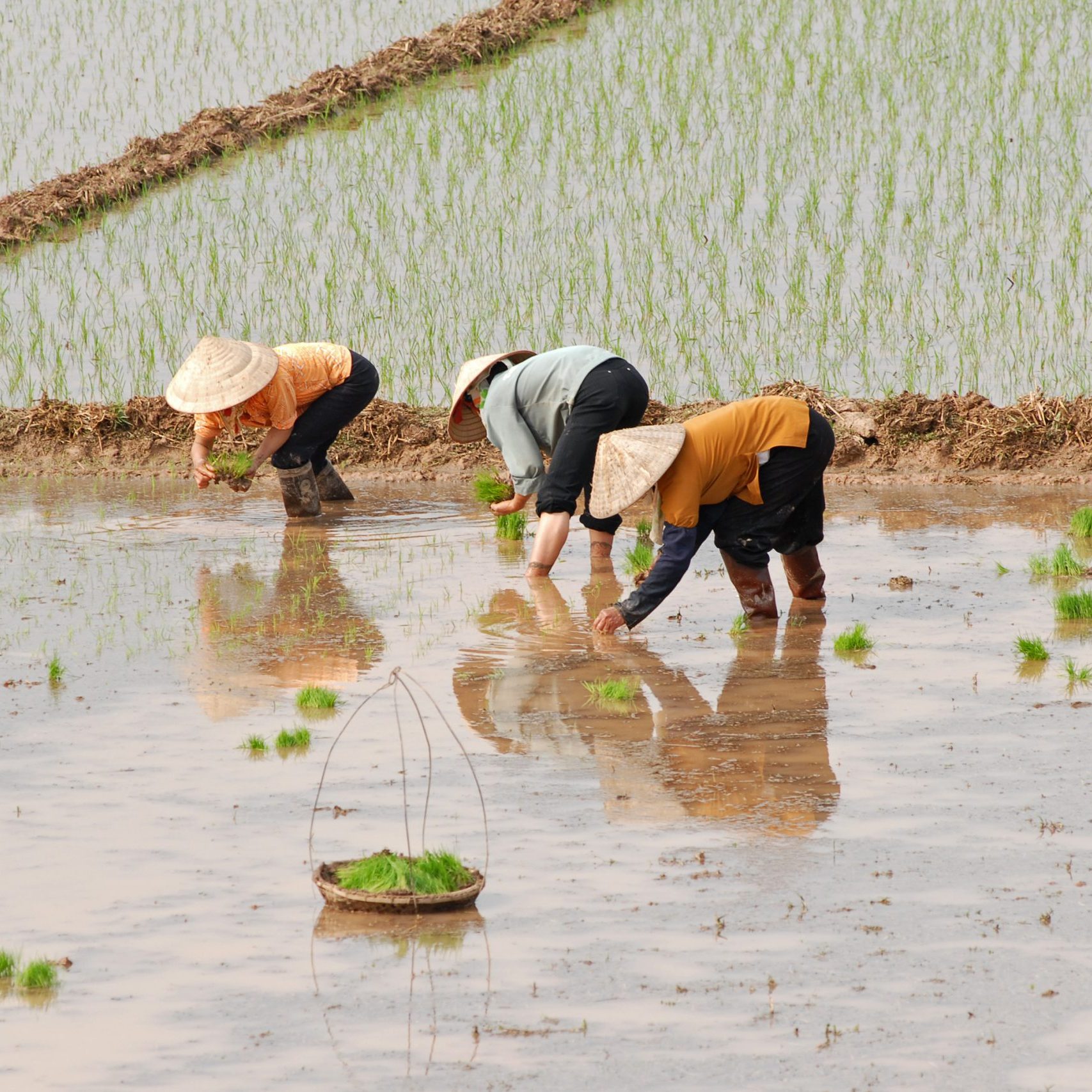 Female workers planting rice in Vietnam